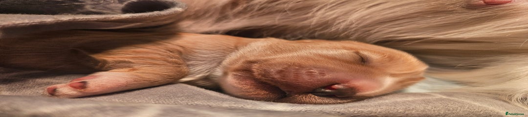 Mixed Breed Puppy 1 Ace