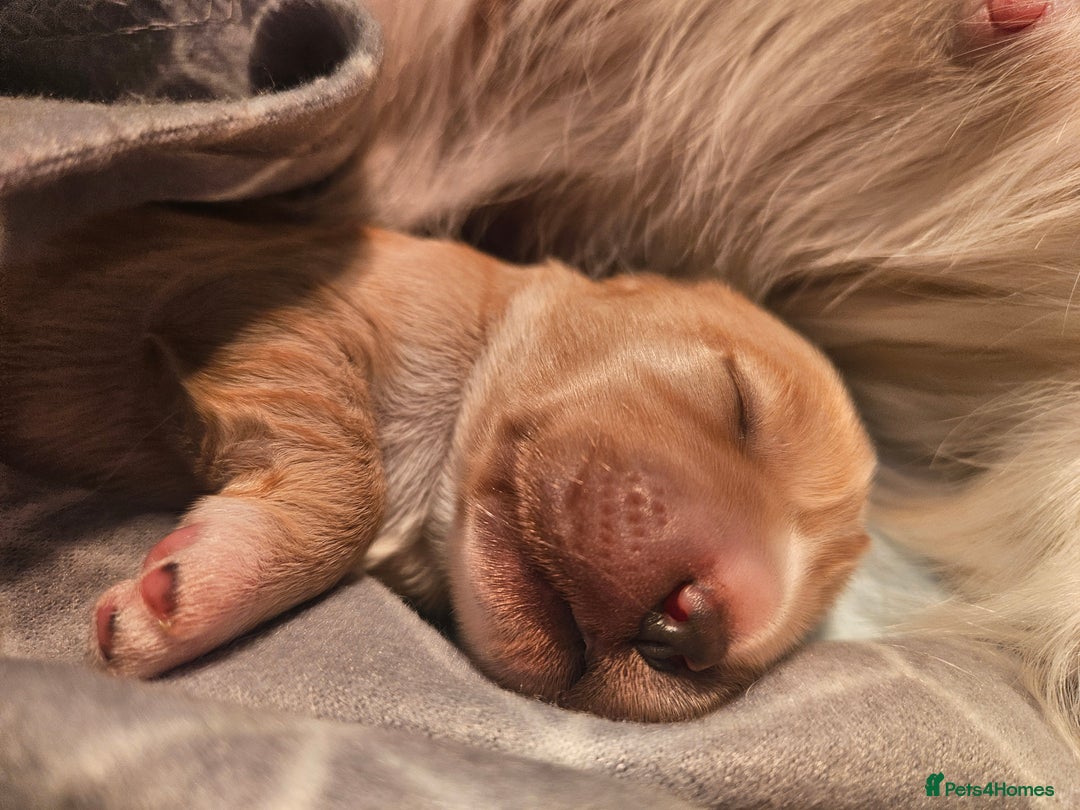 Mixed Breed dogs for sale: Adorable Cavapoo Puppies 🐶  - Image 8