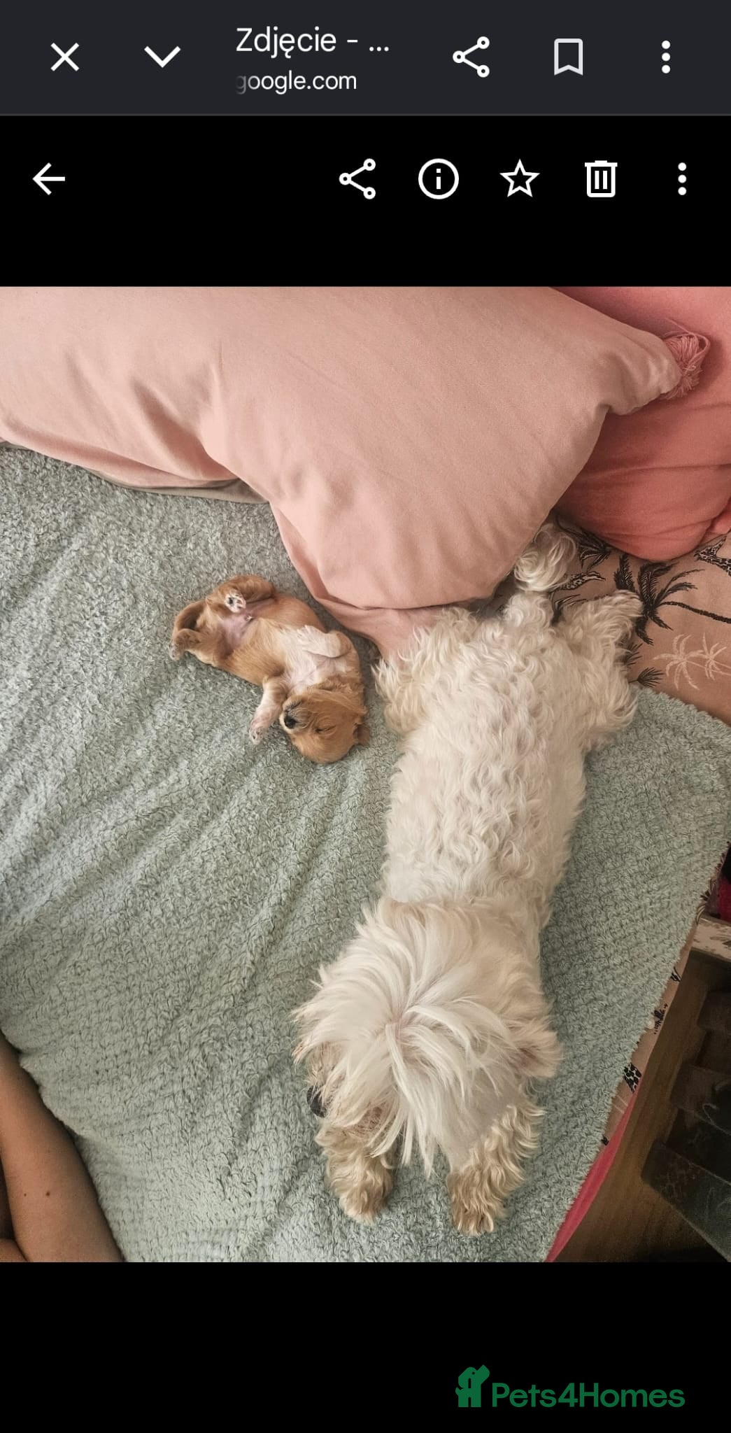 Maltipoo dogs for sale: Cute Small Maltipoos F1  - Advert 6