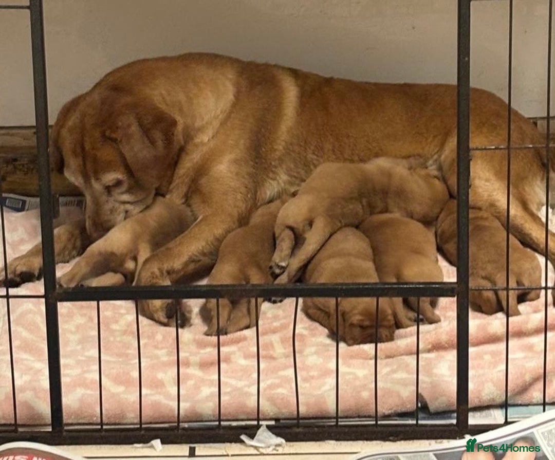 Labrador Retriever dogs for sale: Outstanding Chunky Labradors Puppies 🐶  - Advert 8