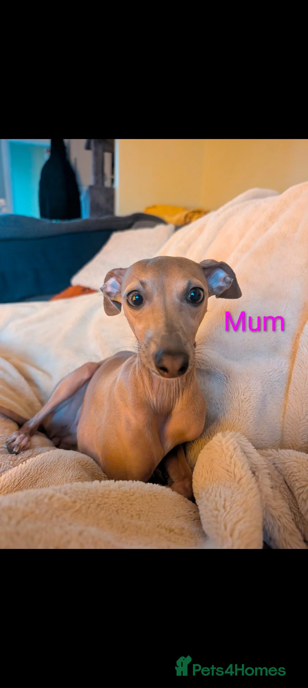 Italian Greyhound dogs for sale: Italian Greyhounds Raised in Loving Home - Advert 6