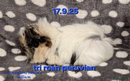 Guinea Pig rodents for sale: Baby male peruvian guinea pigs  - Advert 9