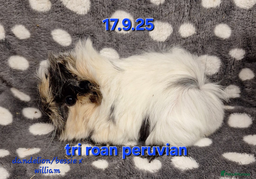 Guinea Pig rodents for sale: Baby male peruvian guinea pigs  - Advert 9