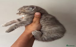 British Shorthair cats for sale: RARE lilac spot/blue British shorthair kittens - Image 12
