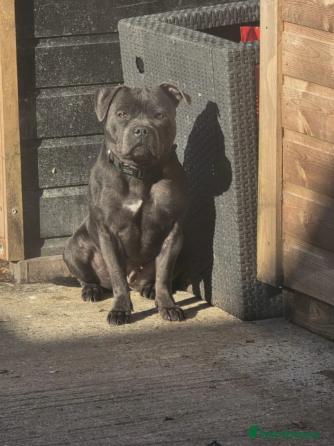 Staffordshire Bull Terrier dogs for sale: Pedigree Blue staffy female  - Advert 1