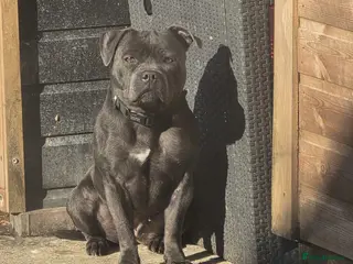 Staffordshire Bull Terrier dogs Pedigree Blue staffy female - Advert 1