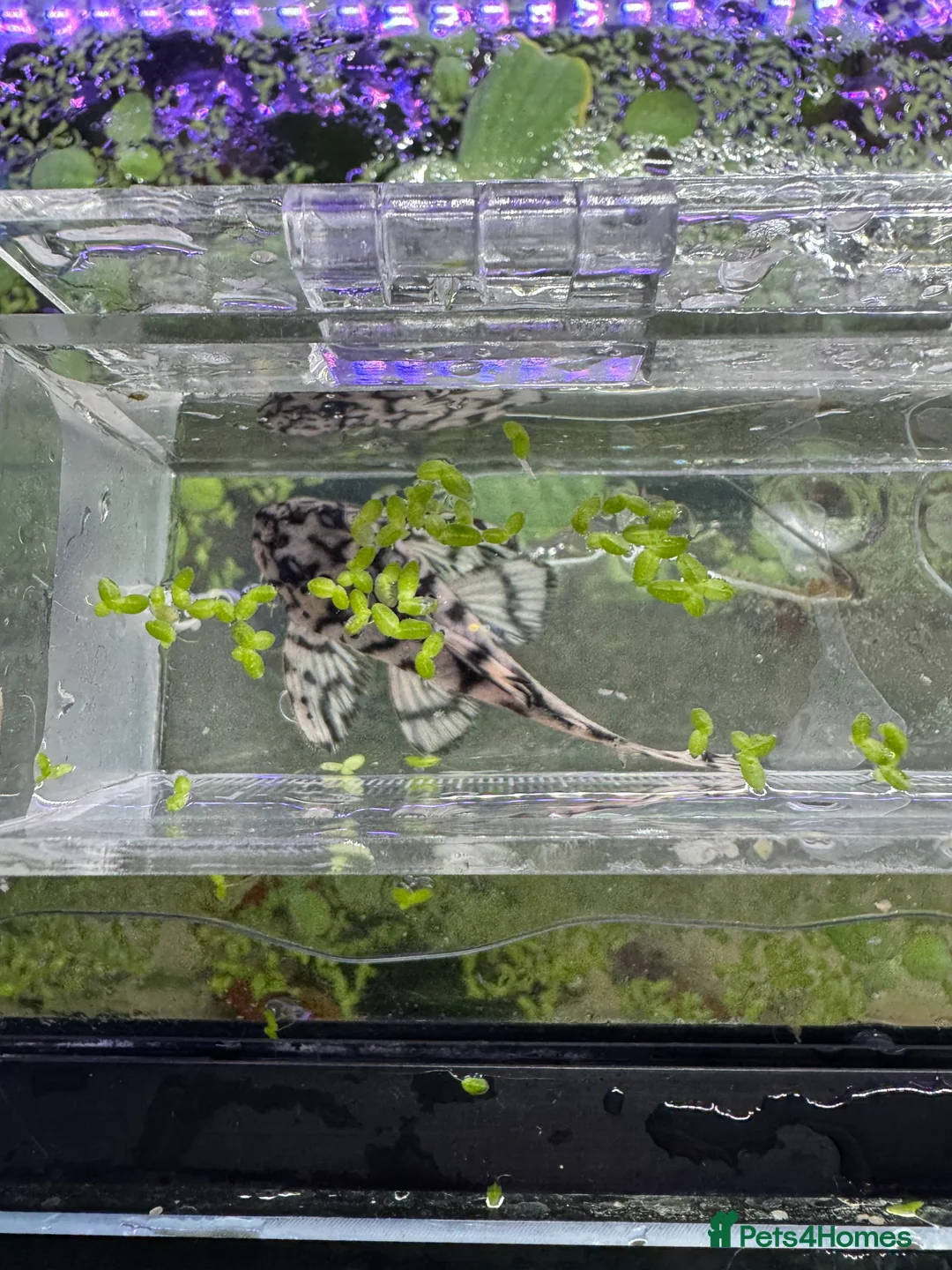 Plecos fish for sale: L236SWandRB mix 3male 5female - Advert 5