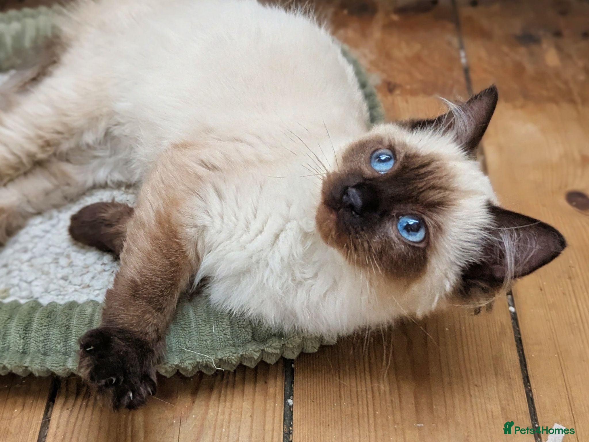 Ragdoll cats One girl left 💖💖💖 - Advert 3