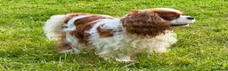 Cavalier King Charles Spaniel dogs for adoption: 🐾 JUSTIN – Male Cavalier King Charles Spaniel 🐾 - Advert 4