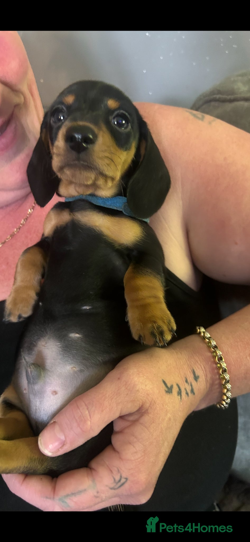 Miniature Dachshund dogs Male mini dacshund  - Advert 1