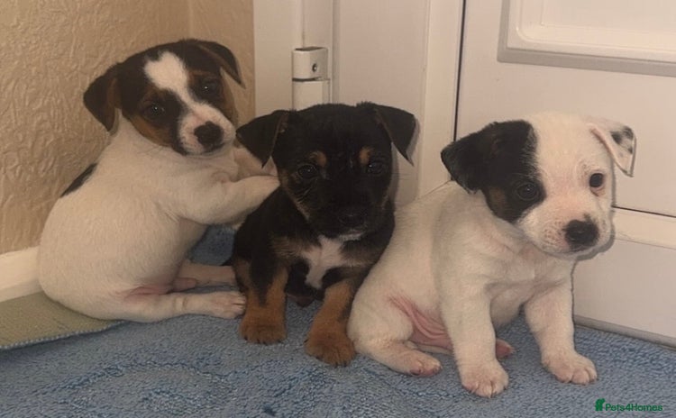 Jack Russell dogs Minituare short haired jack Russell’s ready now - Advert 1