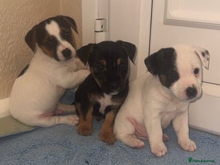 Jack Russell dogs Minituare short haired jack Russell’s ready now - Advert 2