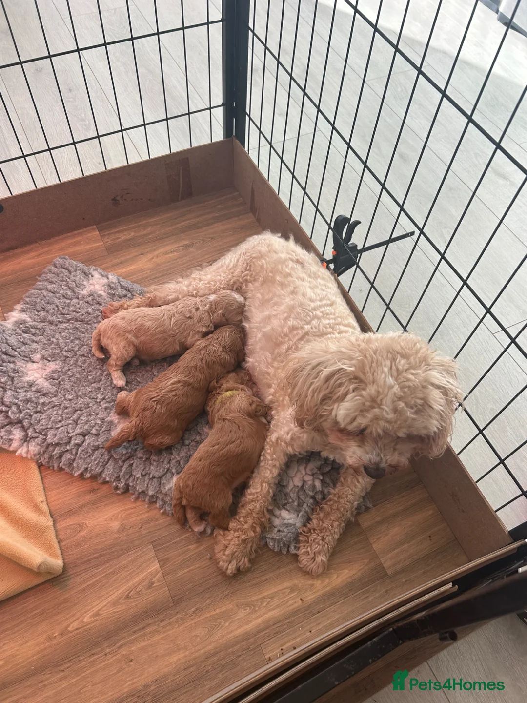 Cavapoo dogs for sale: STUNNING DNA Health tested F1b Cavapoos  - Advert 2