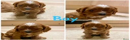 Cavapoo dogs for sale: Cavapoo pups from HEALTH TESTED KC parents in Ashford - Advert 11