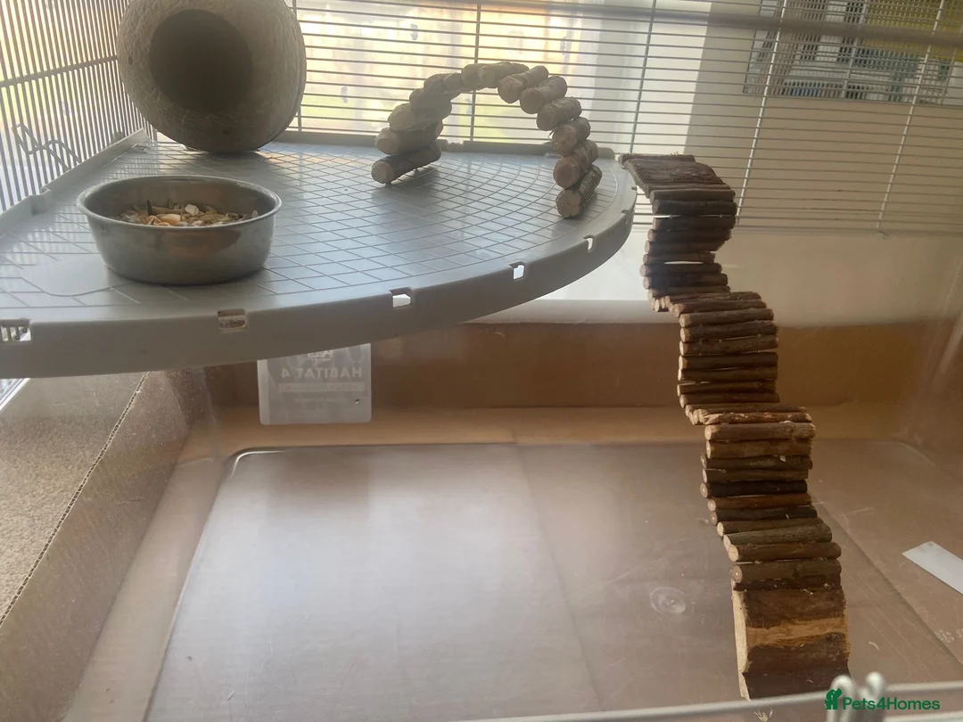 Gerbil rodents for sale: 2 gerbils males with cage and additions  - Advert 9