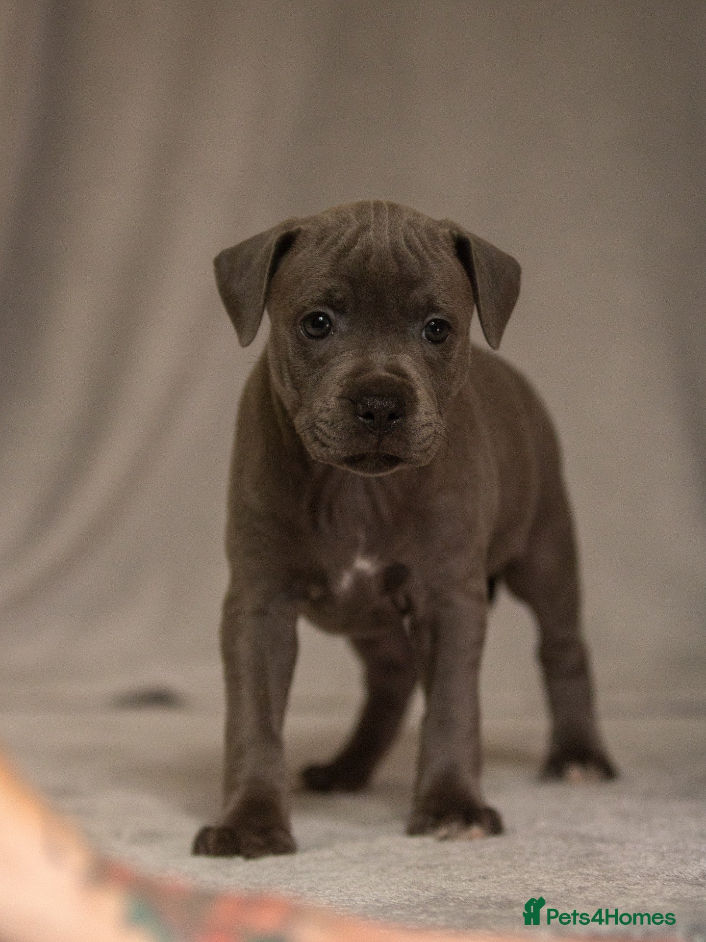 Staffordshire Bull Terrier dogs Stunning Staffordshire Bull Terriers! - Advert 9