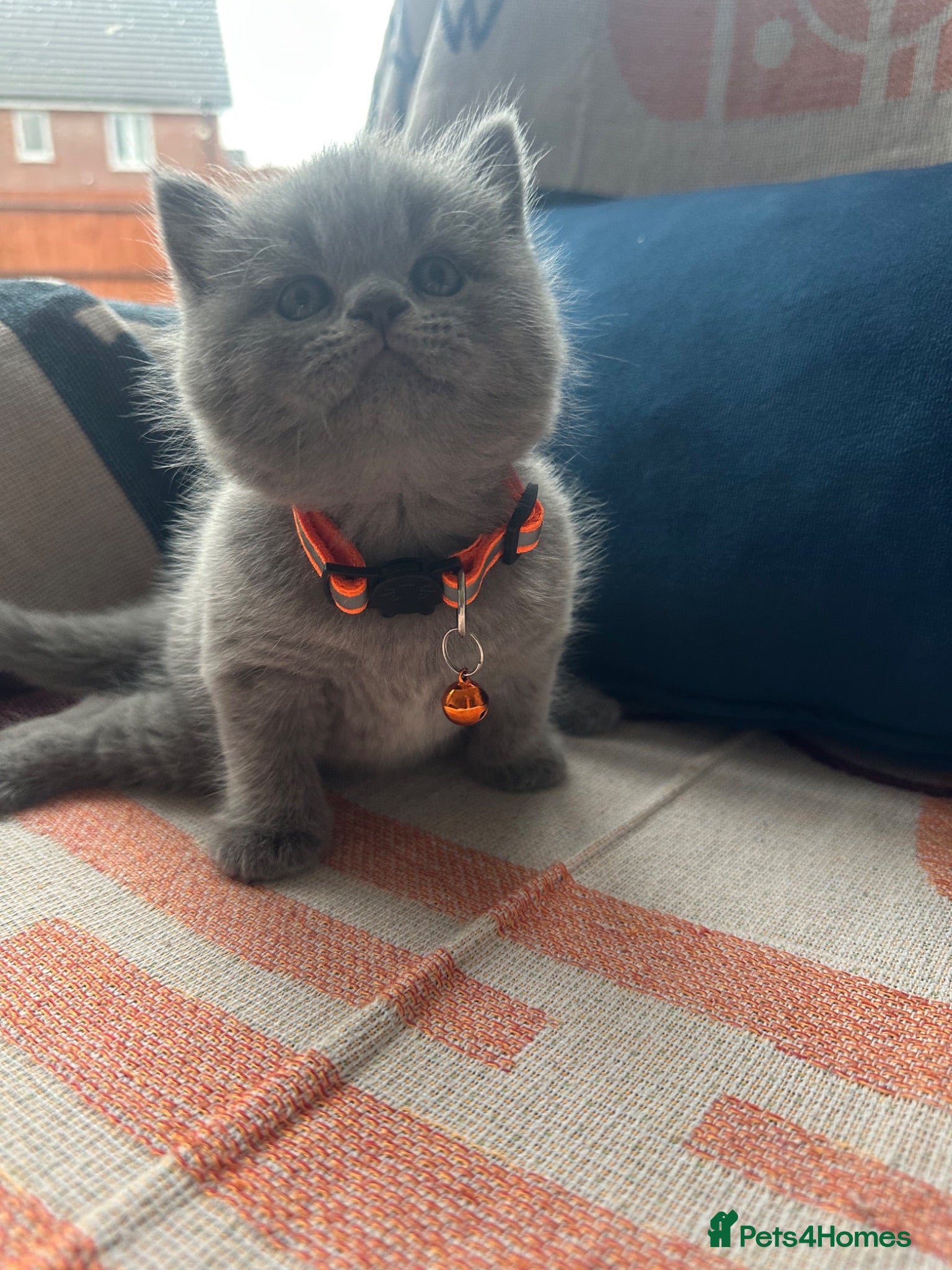 British Shorthair cats 🏆💫GCCF REGISTERED CHUNKY KITTIES💫🏆 - Advert 10