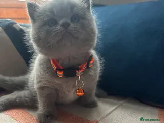 British Shorthair cats 🏆💫GCCF REGISTERED CHUNKY KITTIES💫🏆 - Advert 10