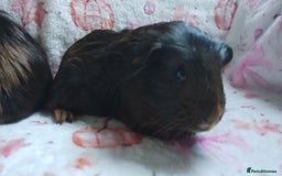 Guinea Pig rodents for sale: Two females guinea pigs baby's rwady now  - Image 3