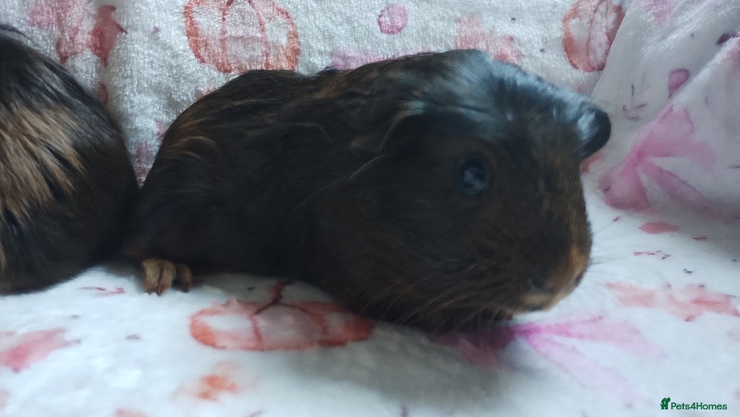 Guinea Pig rodents for sale: Two females guinea pigs baby's rwady now  - Image 3