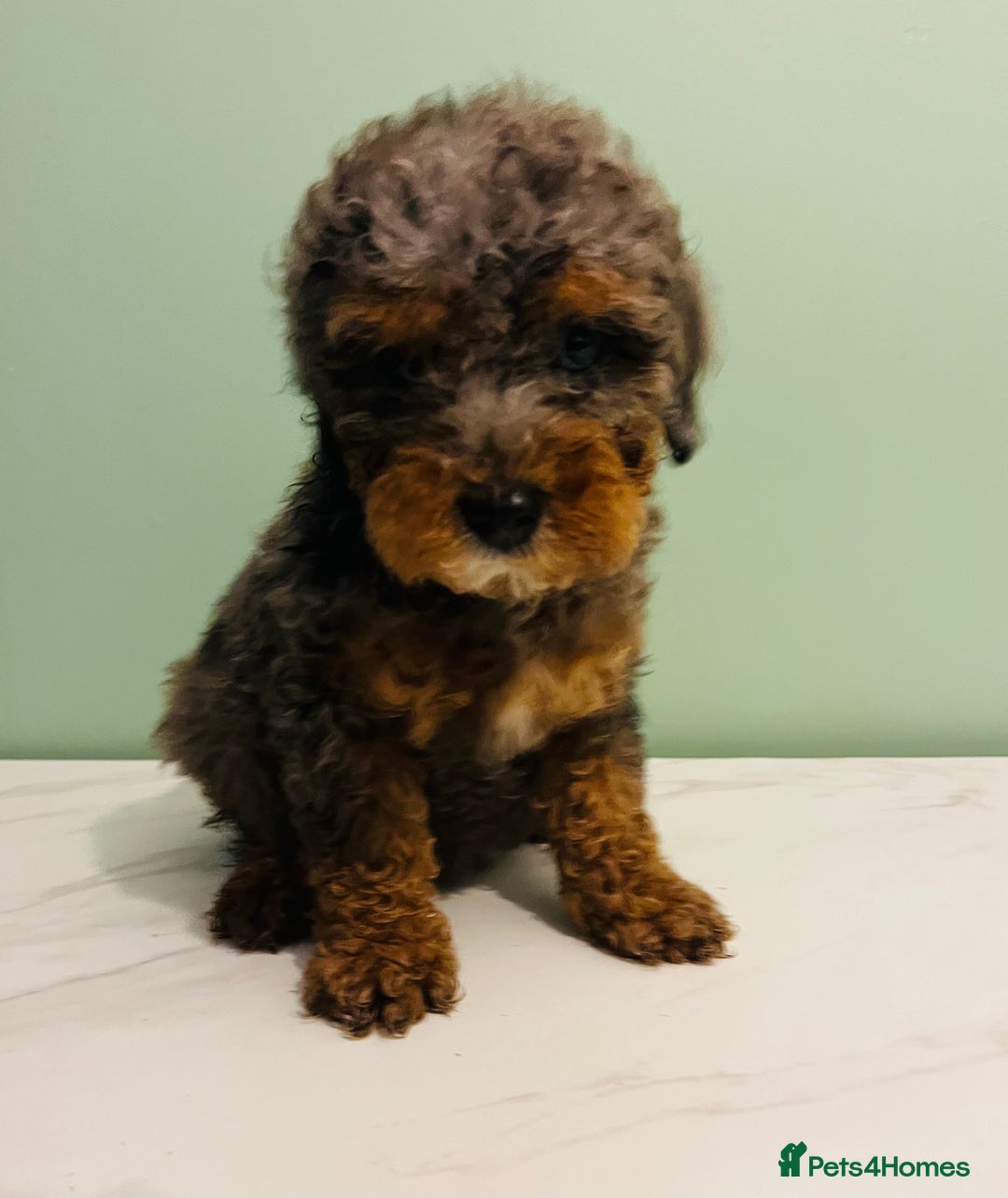 Miniature Poodle dogs for sale: 3 Miniture poodles boys  - Advert 1