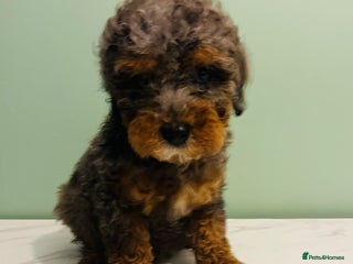 Miniature Poodle dogs 3 Miniture poodles boys - Advert 1