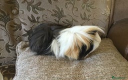 Guinea Pig rodents for sale: 6 adult sows 1 adult male  - Image 1