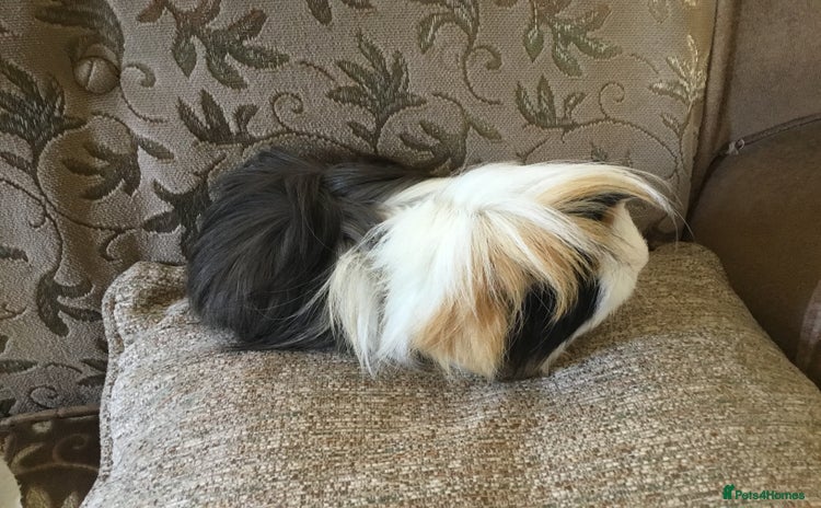 Guinea Pig rodents - Advert 14