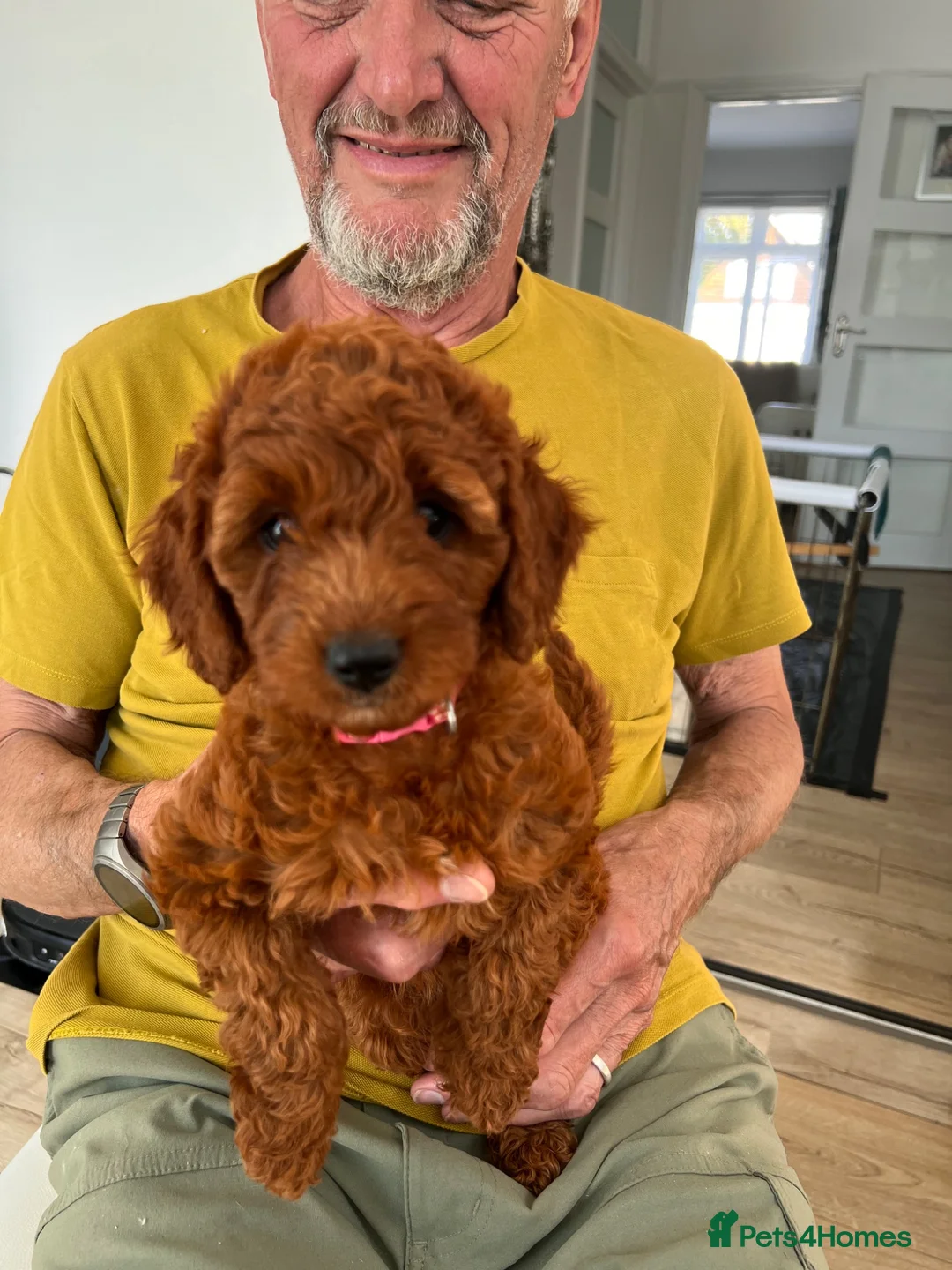 Cockapoo dogs for sale: 1 beautiful red home raised cockapoo av. 2 weeks - Advert 1
