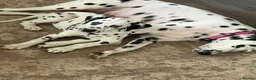 Dalmatian dogs for sale:  KC REGISTERED DALMATIAN PUPS  - Advert 10