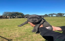 Staffordshire Bull Terrier dogs for sale: Great purebred Staffys for pet loving homes - Image 4