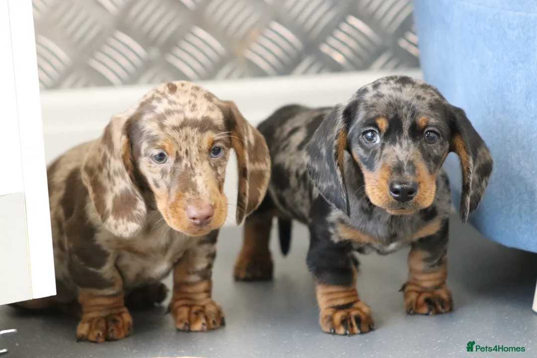 Miniature Dachshund dogs for sale: Beautiful Miniature Dachshund puppies for sale - Advert 34