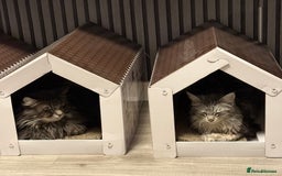 Maine Coon cats for sale: Maine coon kittens - Image 10