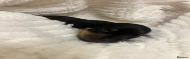 Miniature Dachshund 3