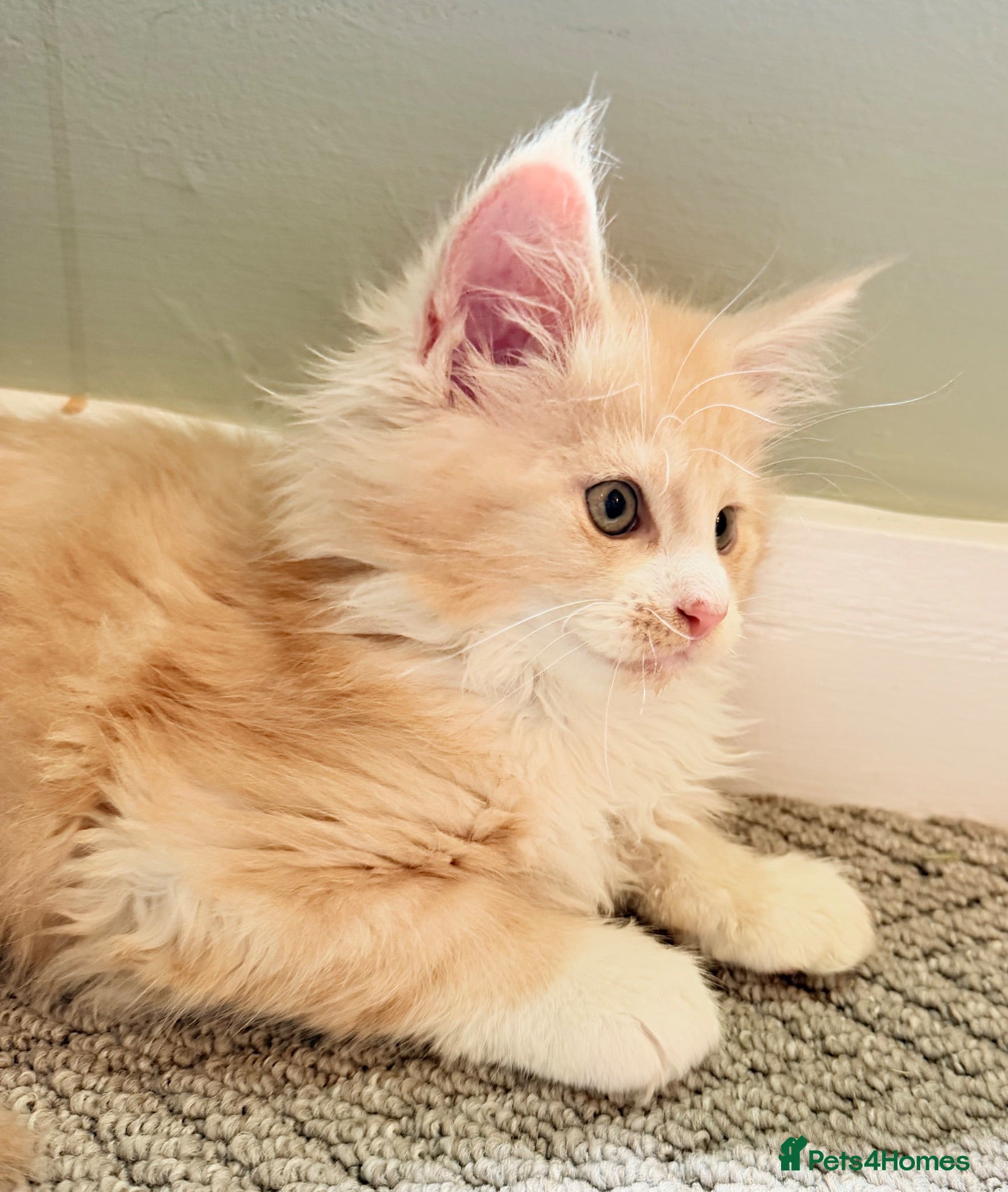 Maine Coon cats BIG Beautiful pedigree kittens READY NOW - Advert 1