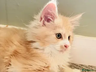 Maine Coon cats XXL BIG Beautiful cream boy READY NOW - Advert 1