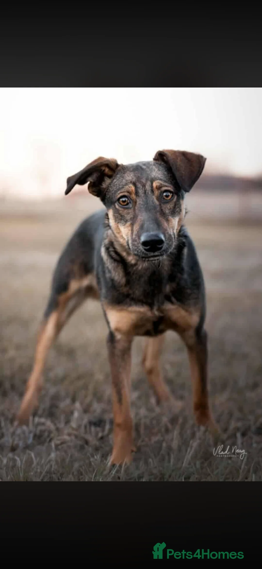 Mixed Breed dogs for adoption: JANOS - 6MO COWBOY PUP READY FOR HIS FOREVER in Worcester - Advert 2