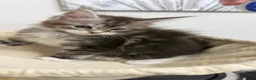 Maine Coon cats for sale: Purebred black sliver maincoon - Advert 7