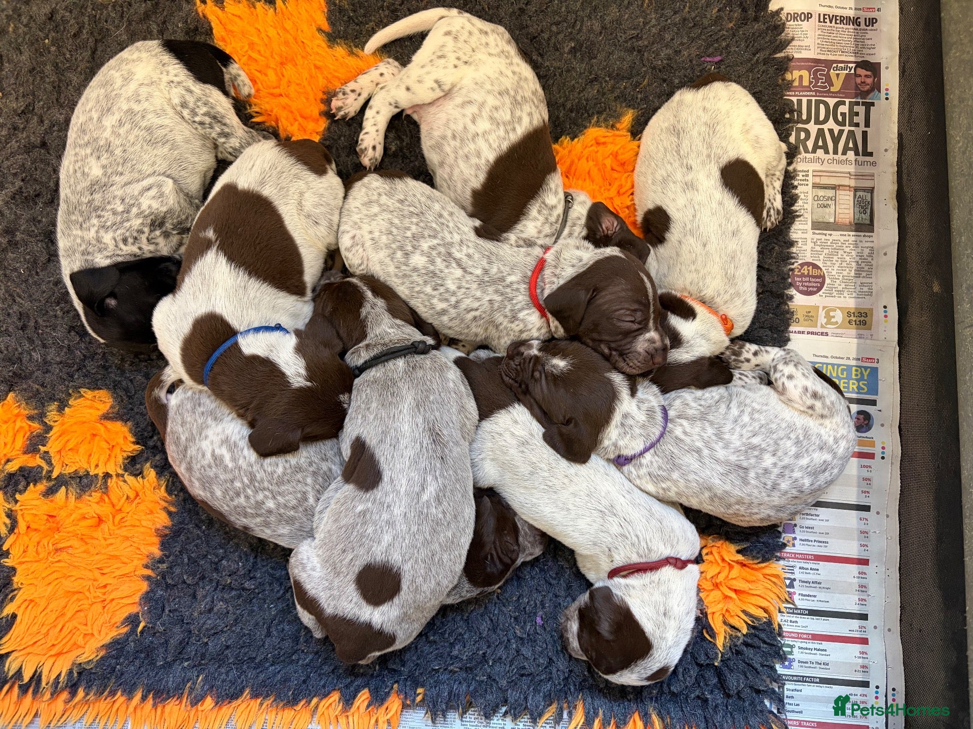 German Shorthaired Pointer dogs for sale: German Shorthaired pointer 5* licenced breeder - Advert 2