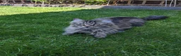 Maine Coon cats for sale: Maincoon cross 4 years - Lewi in Woking - Advert 4
