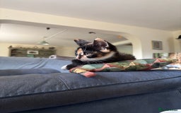 Mixed Breed cats for sale: 3 adorable kittens ready for their forever homes - Image 4