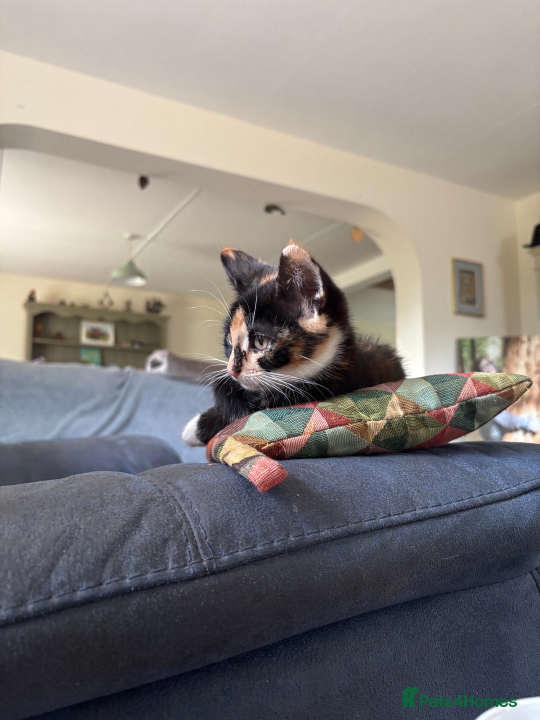 Mixed Breed cats for sale: 3 adorable kittens ready for their forever homes - Image 4