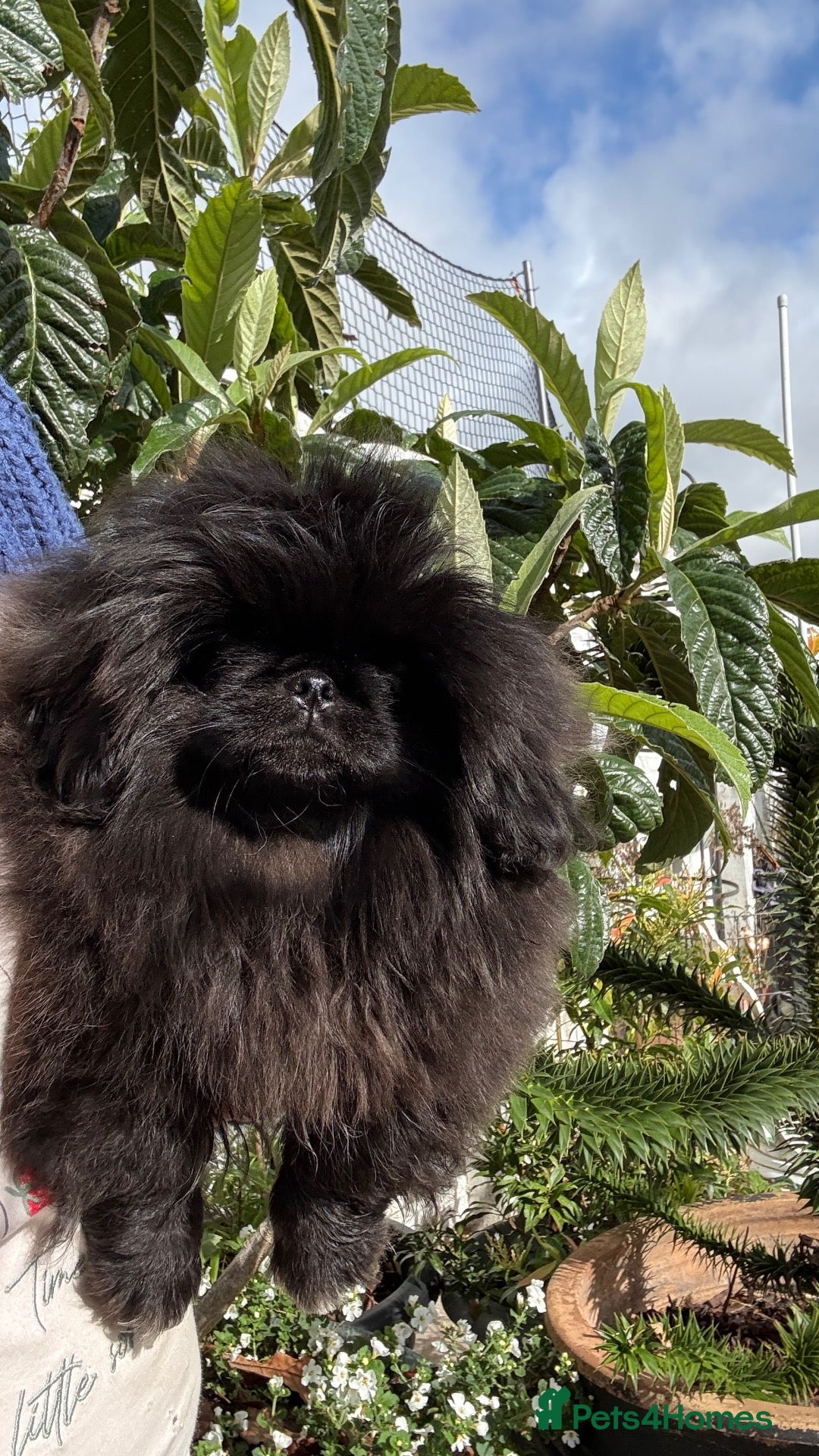 Pekingese dogs ♥️ ‘PRETTYPEKE’S’ ♥️ FEMALE ONLY♥️ - Advert 3