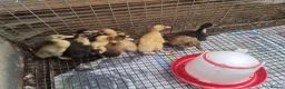 Ducks poultry for sale: Chicks chickens and ducklings ducks  - Advert 3