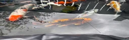 Koi Carp fish for sale: Koi carp - Advert 14