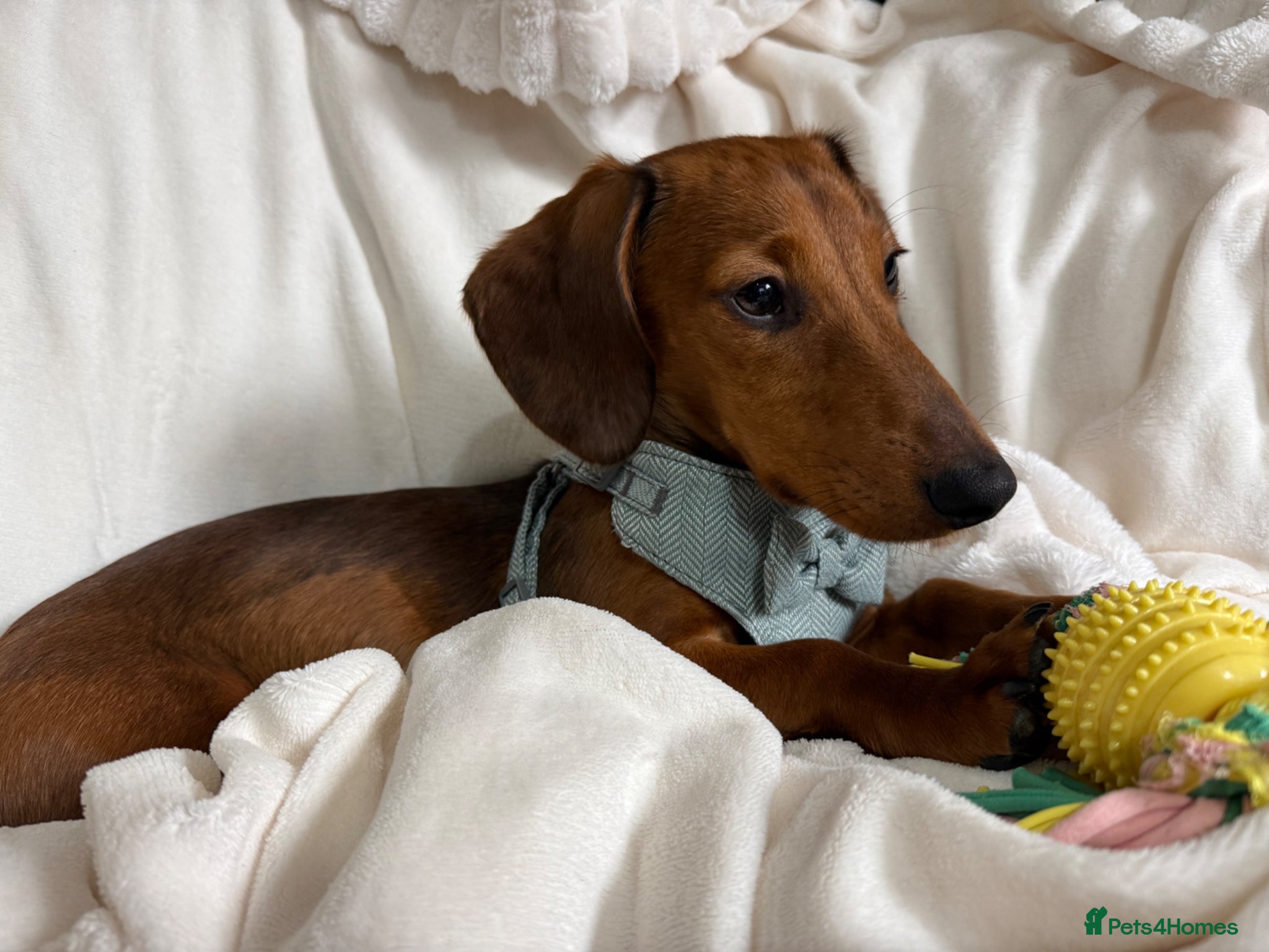 Miniature Dachshund dogs Forever home for little Louie  - Advert 1