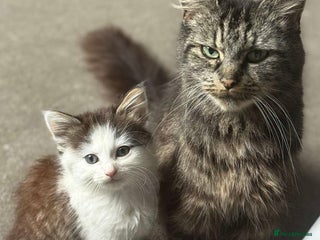 Mixed Breed cats Part Maine coon kittens - Advert 1