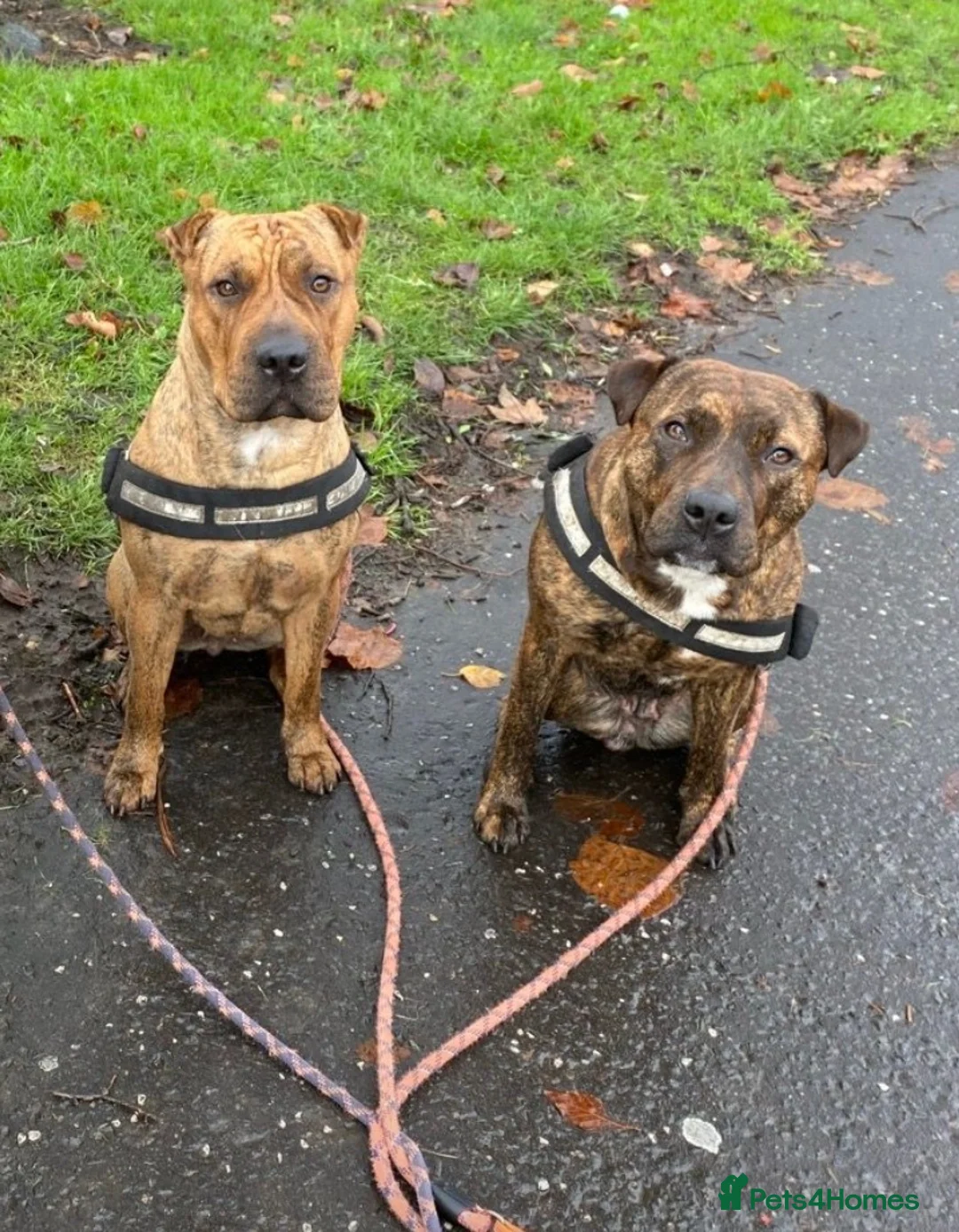 Mixed Breed dogs for sale: Mother and daughter, 3/4 Staffy 1/4 sharpei - Advert 1