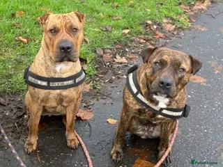 Mixed Breed dogs Mother and daughter, 3/4 Staffy 1/4 sharpei - Advert 2