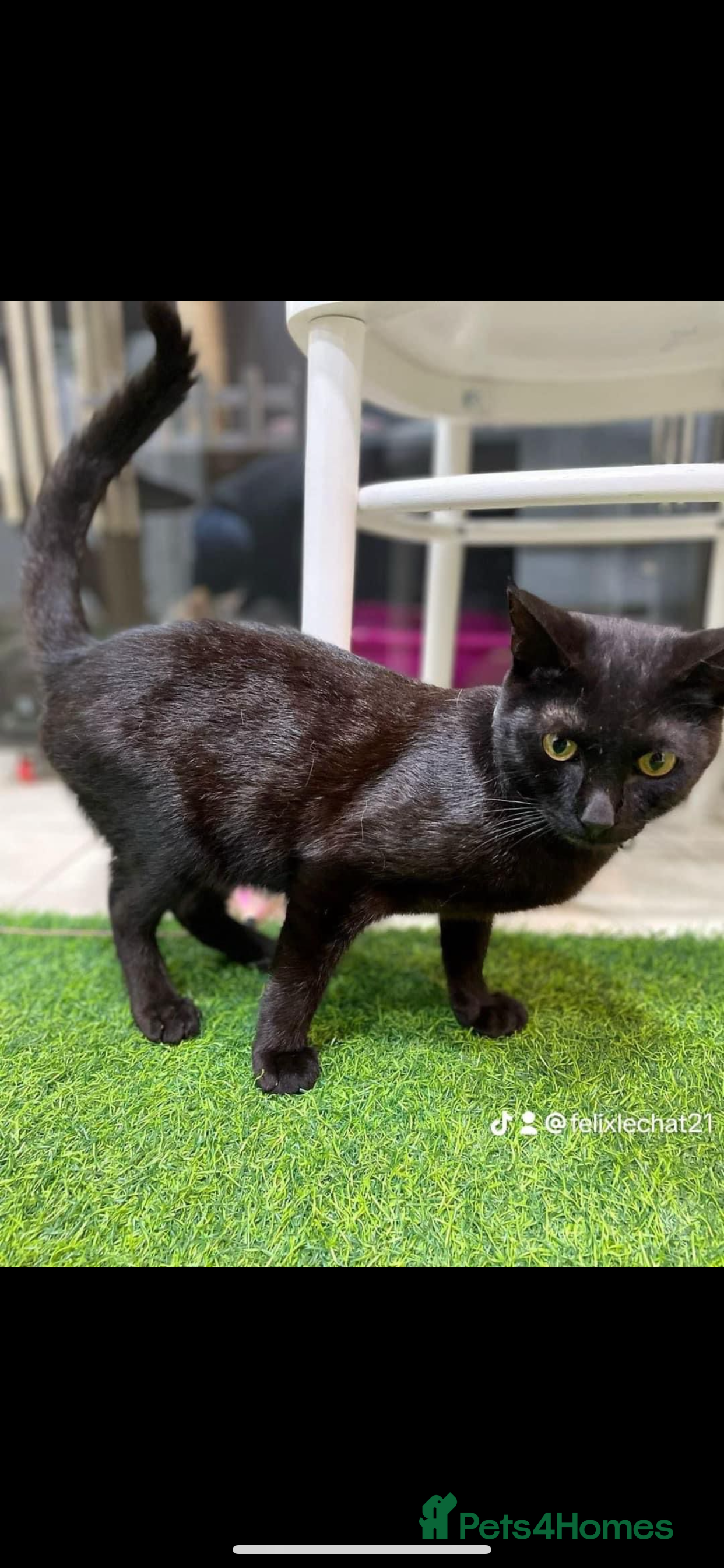 Mixed Breed cats ROXY ELLA HEALTHY CUDDLY SPAYED VACCINATED MICROCH - Advert 1